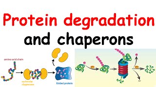 Chaperones shortsfeed biology biochemistry molecularbiology [upl. by Suiravad909]