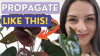 Propagating ANTHURIUMS from Cuttings  Best Method [upl. by Birk]