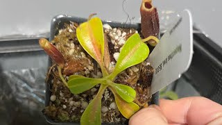 Nepenthes lowii unboxing 2 weeks ago [upl. by Oiled]