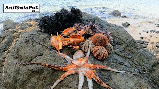 Surigao Seafoods Pugita Tuyom at Saang FoodTrip  Catch amp Cook [upl. by Adnirak]