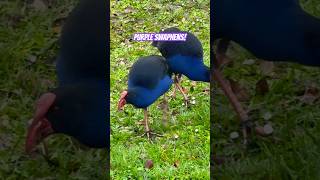 Purple Swamphen Sound Call and Colours [upl. by Cesaro877]