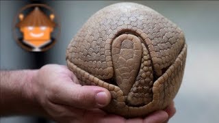 Qué Pasa Con Los Armadillos l Mini Documental [upl. by Bauske]