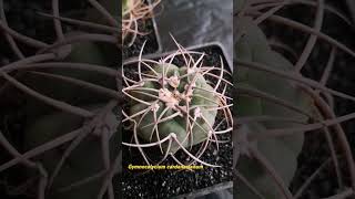 Gymnocalycium cardenasianum [upl. by Tirrej]