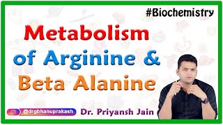 Metabolism of Arginine and Beta Alanine  Medical biochemistry [upl. by Ocisnarf976]