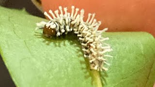 The fantastic Atlas Moth larvae Attacus Atlas  Care for stages L1L2L3 [upl. by Elita957]