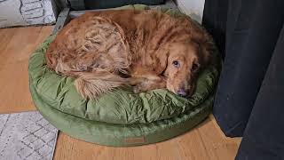 ClevaHome Orthopedic Dog Bed for Large Dogs [upl. by Birkle562]