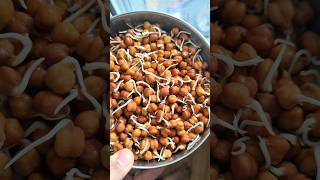 How to Sprout kala Chana Easily 🌱 sprouts shorts [upl. by Fayth320]