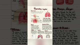 Respiratory system physiology and anatomy [upl. by Yalahs]