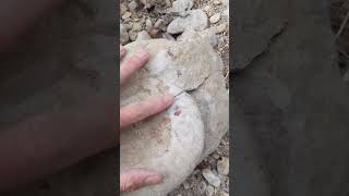 Ammonite Fossil reveal in North Texas [upl. by Cybil]