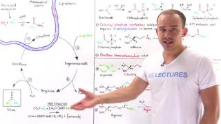 Urea cycle [upl. by Lauretta]