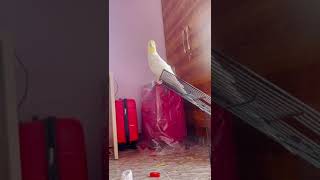 My Cockatiel Singing Male cockatiel voice Cockatiel singing [upl. by Llerrahs]