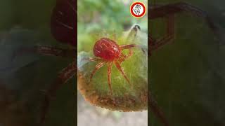 🍂 👨‍🌾Tetranychus Urticae “ARAÑA ROJA” Como Prevenir y Eliminar by mixim89 [upl. by Akcirahs]