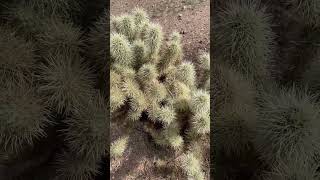 Sneaky jumping Cholla cactus that attacks you [upl. by Amaleta172]