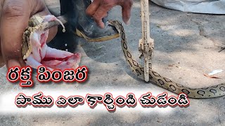 Russells viper venomous snake Rescue contact 7396969617 [upl. by Picker894]