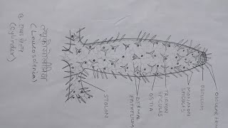 How to draw easy Leucosolenia  ल्यूकोसोलीनिया का चित्र  BLOOMING ART AND DESIGN [upl. by Reede]