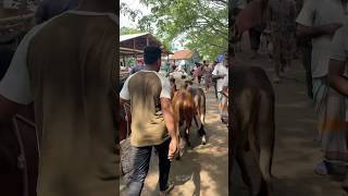 হাট জমে গেছে gorurhaat cowmarket2024 youtubeshorts cattlebd [upl. by Slater]