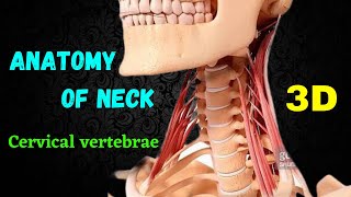 Anatomy of neck  cervical vertebrae  3D animation in UrduHindi [upl. by Marilin342]