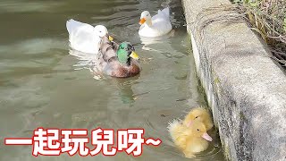 蒙面鳥哥帶兩隻小鴨子去河邊游泳偶遇Q仔，柯爾鴨圍觀小鴨子游泳，結果嚇得小鴨子撒腿就跑！bird 小鳥 [upl. by Kerred252]