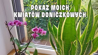 Moje Wszystkie Kwiaty Doniczkowe Które Uprawiam w Domu [upl. by Ecirtal956]