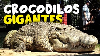 Os 10 MAIORES CROCODILOS da história que você PRECISA conhecer [upl. by Harvey]