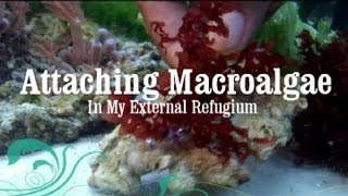 Reef Tank How to Attach Macro Algae Macroalgae to Live Rock [upl. by Loretta590]