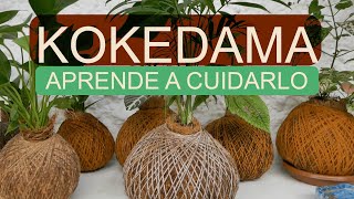 ¿COMO CUIDAR UN KOKEDAMA [upl. by Higgs]