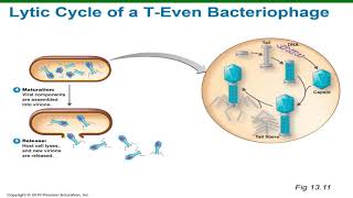 Siklus Litik Bakteriofag  Replikasi Virus Part 13 [upl. by Saile109]