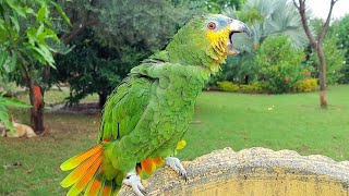 Super Cute Orange Winged Amazon Parrot Natural Sounds and Calls  Ringneck Parrot and Amazon Parrot [upl. by Atiras]