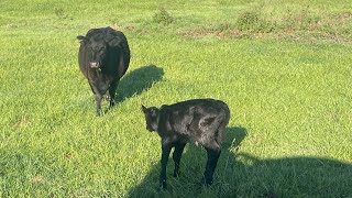 Just jabbering on the front porch Bull Turnout Day [upl. by Susann]