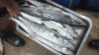 surmai king mackerel fish information video karachi fisheries [upl. by Narol96]