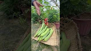 Harvesting vegetables gardening [upl. by Harias425]