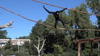 Gibbon Swinging In Super Slow Motion [upl. by Artus]