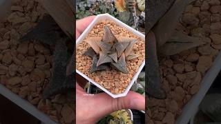 Haworthia Badia Matenrou Variegated haworthia plants succulents propagation [upl. by Nrehtac]