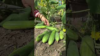 Harvesting vegetables farming [upl. by Dorlisa]