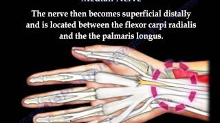 Anatomy Of The Median Nerve  Everything You Need To Know  Dr Nabil Ebraheim [upl. by Odlo]