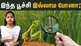 பாம்பு பறவைகளை பிடித்து சாப்பிடும் பூச்சி  Praying Mantis  Biological Pest Control [upl. by Sitarski]