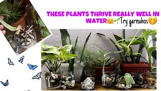 10 Plants You Can Propagate in WaterYi plants panima propagate garnuhoswaterplantspropagation [upl. by Novyak11]