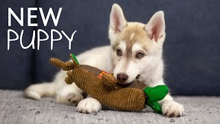 The First Days of Puppy Olive In a New Home Cute Husky Puppy [upl. by Peti872]