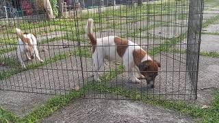 Jack Russell Terrier SUCCESSFUL MATING Natural Stud Session [upl. by Husein]