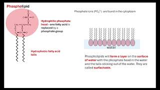 Lipids OCR A ALevel Biology Revision Module 2 Biological Molecules [upl. by Danette]