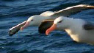 GIANT ALBATROSS OF THE SOUTHERN OCEANS [upl. by Aridan]