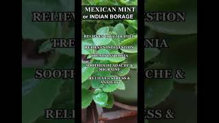 Mexican Mint Health Benefits  Natural Herbs  Indian Borage Herb  Ajwain  Shorts [upl. by Echo366]