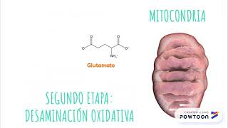 Transaminación y Desaminación Oxidativa [upl. by Niveb]