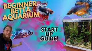 How to setup Easy planted Betta aquarium [upl. by Giardap]