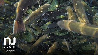 Raising and stocking rainbow trout from the Pequest Hatchery [upl. by Oina]