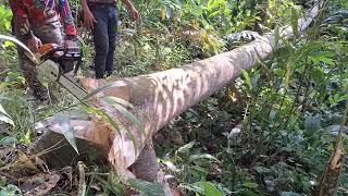 The tense moment when I cut down a tree in the garden work wood woodworking [upl. by Ahsyekat546]