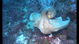 Unisub diving at Medes Islands [upl. by Hedgcock884]