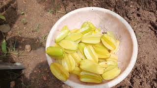 After 3 months I went to gardenhari babu natural farming [upl. by Watts714]