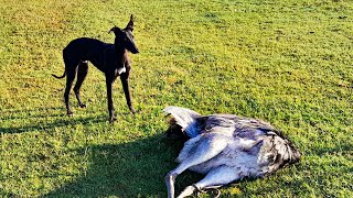 GALGOS vs AVESTRUZ 2023🐕  Galgos corriendo avestruz stud la milonga [upl. by Ztnarf]