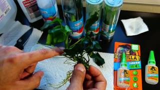 Super gluing aquarium plants Part 1 Prepping [upl. by Atinoj]